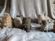Chaton british Longhair pour adoption 
