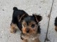 Je donne chiots yorkshire femelle 
