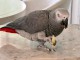 Annonces perroquet gris du Gabon disponible 