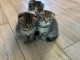  chatons femelles scottish fold disponibles