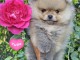 Pomeranian Boo &ndash; chiots