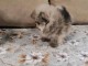 Adoption chiots spitz nain femelle 