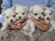 Chiots bichons maltais