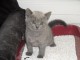 Chaton Chartreux disponible M&Acirc;LE 