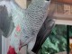 Perroquets gris du Gabon &agrave; c&eacute;der 