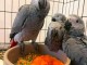 Couple perroquet gris du Gabon disponible 