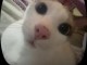     chat de type siamois