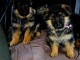 Chiots berger allemand disponible &agrave; donner 