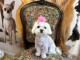 Chiots Bichon Frise M&acirc;le a c&eacute;der 