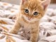 Chaton roux &agrave; donner urgent 