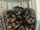 Dons chiots York m&acirc;le et femelle 