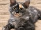 Magnifique chaton Maine coon 