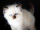 Chaton a donner disponible 