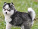 Magnifique chiots pomsky disponible 