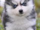 Magnifique chiots pomsky disponible 
