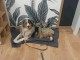 Choit berger australien disponible 