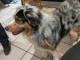 Berger australien disponible pour adoption 