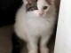 Chaton a donner femelle 
