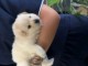 Chiots Bichon maltais adorable pour adoption 