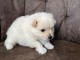 Dons chiots spitz nain Pom&eacute;ranien disponible 