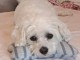 Bichon maltais adorable 