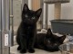 Chaton noir disponible 