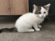 Je donne chaton disponible 