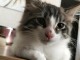Disponible chaton m&acirc;le 