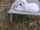 Magnifique chiots Bichon maltais 
