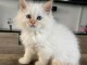 Chaton Bichon maltais disponible 