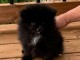 Magnifique chiots Spitz nain disponible 