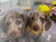 Chiots teckels disponible int&eacute;ress&eacute; contacter moi 