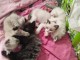 Chaton disponible &agrave; donner 