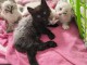 Dons chaton disponible 