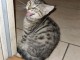 Je donne chaton disponible 