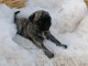 Adoption carlin disponible 