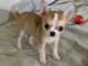 Chiots chihuahua femelle 