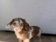 Chiots teckels adopter disponible 