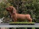 Magnifique chiots teckels disponible 