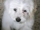 Je donne chiots Bichon maltais 