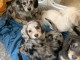 chiots teckels disponible &Acirc;ge 3 mois 
