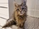 Maine coon disponible &agrave; donner 