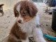 Chiots berger australien m&acirc;le a place 