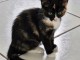 Je donne chaton m&acirc;le 