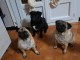 Chiots Carlin pour adoption 