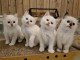 Adorable chaton sacr&eacute; de brimanie disponible 