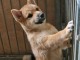 Chiots shiba disponible pour adoption 