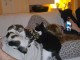 &Agrave; adopter chatons disponible 