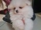 Chiots spitz nain disponible int&eacute;ress&eacute; veuillez me contacter 