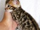 Bengals disponible &agrave; partir femelle 
